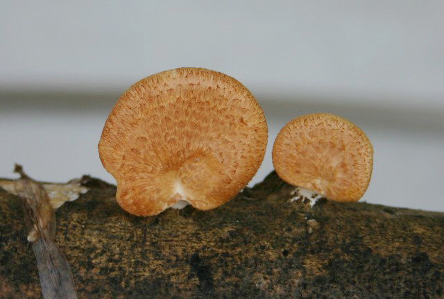 Polyporus alveolaris? (Polyporus alveolaris)